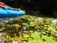 /home//u458753944/public_html/sourcegallery//Frogs/Bullfrogs 2016-08 Ontario/P8081387.JPG